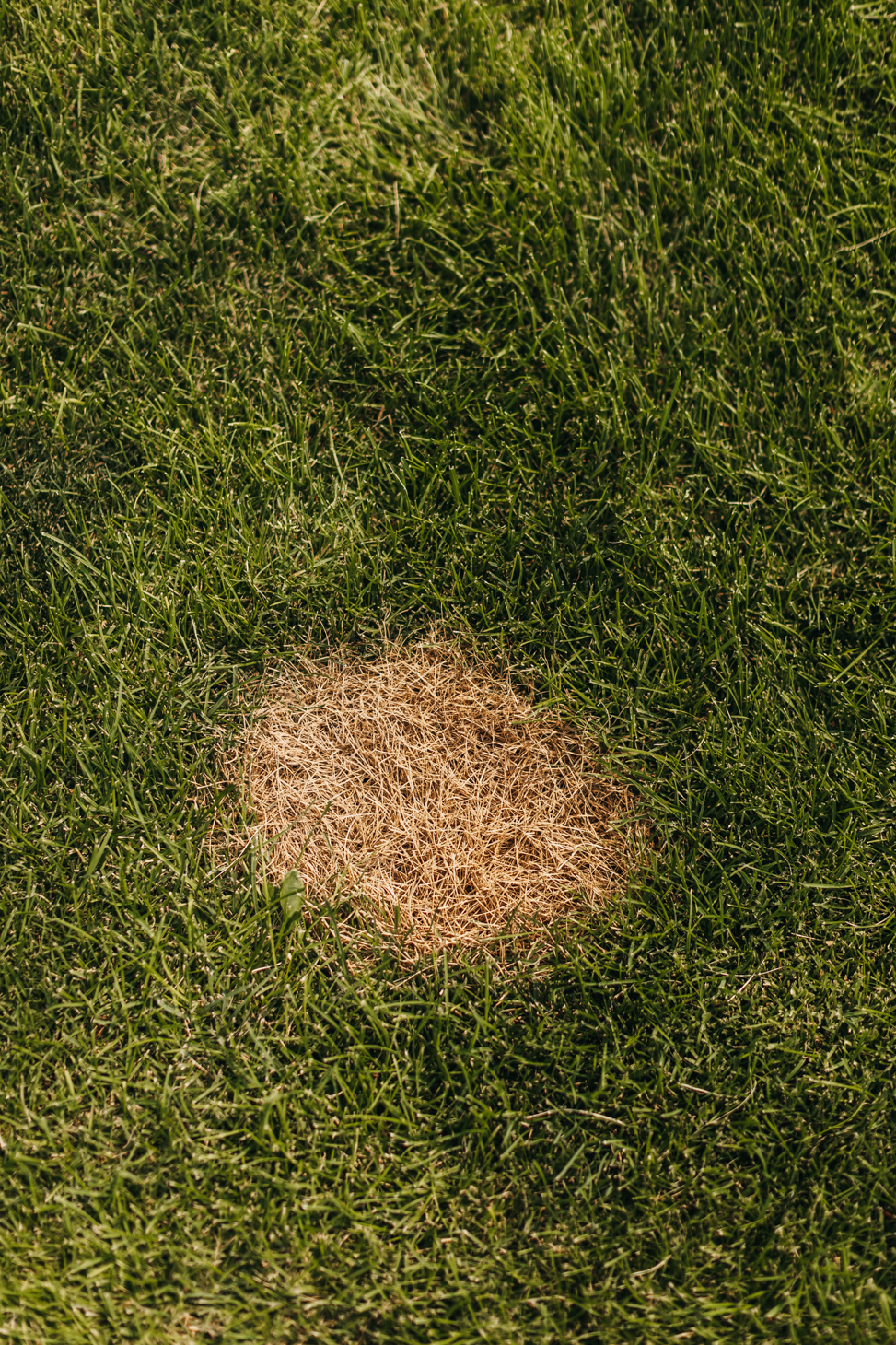 Fix Burnt Grass with This Mixture 
