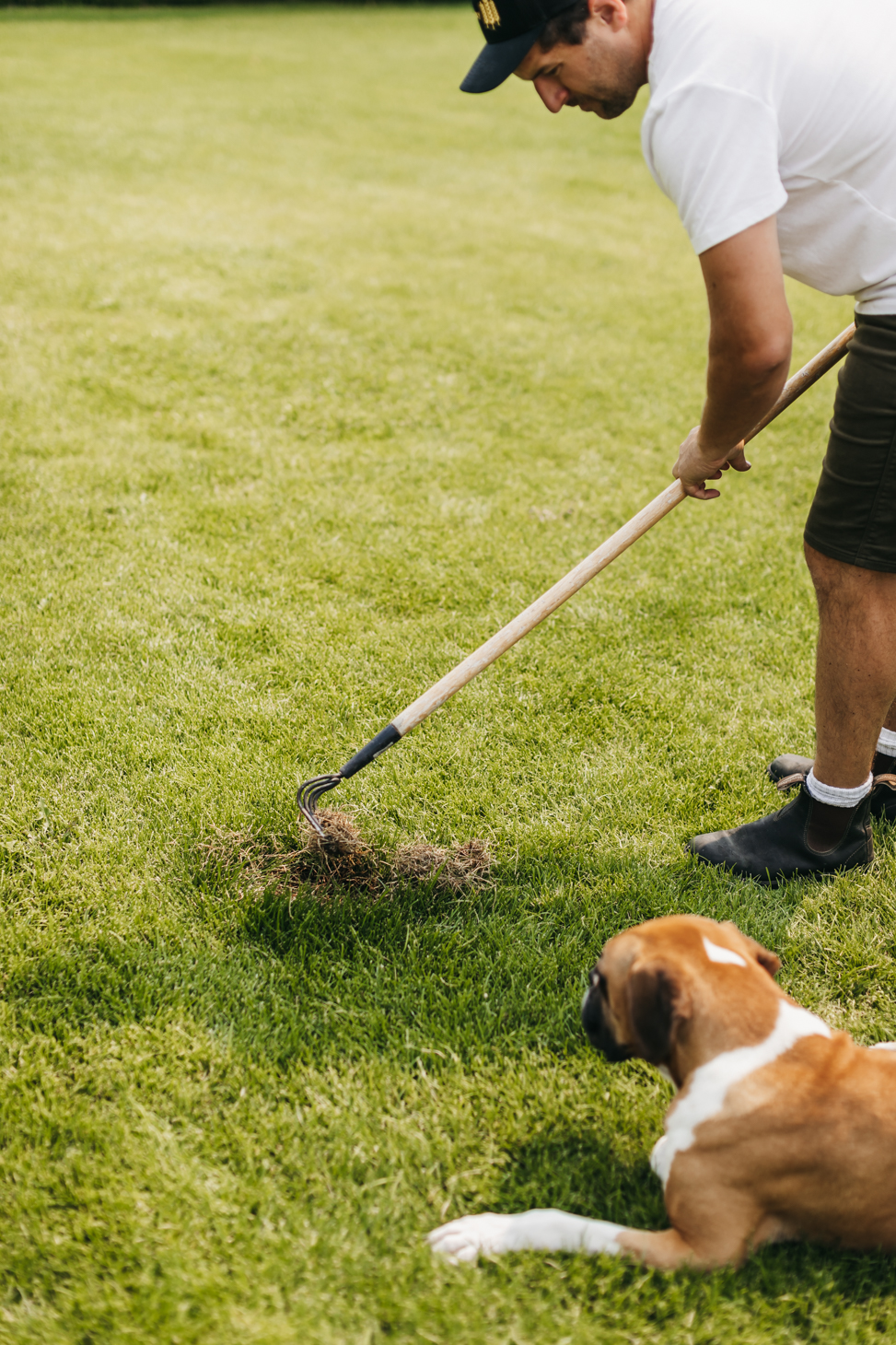 Dog Spot Repair Mixture 